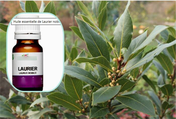 How to Use Bay Leaf Essential Oil for Stress